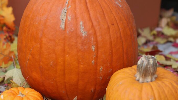 Pumpkin Recipe Photo