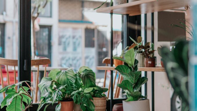 Green-Plants-St.-John-Photo