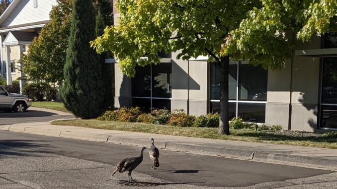 Turkeys