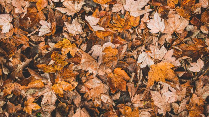 jan-kopriva-TJXy_Z7f_MU-unsplash